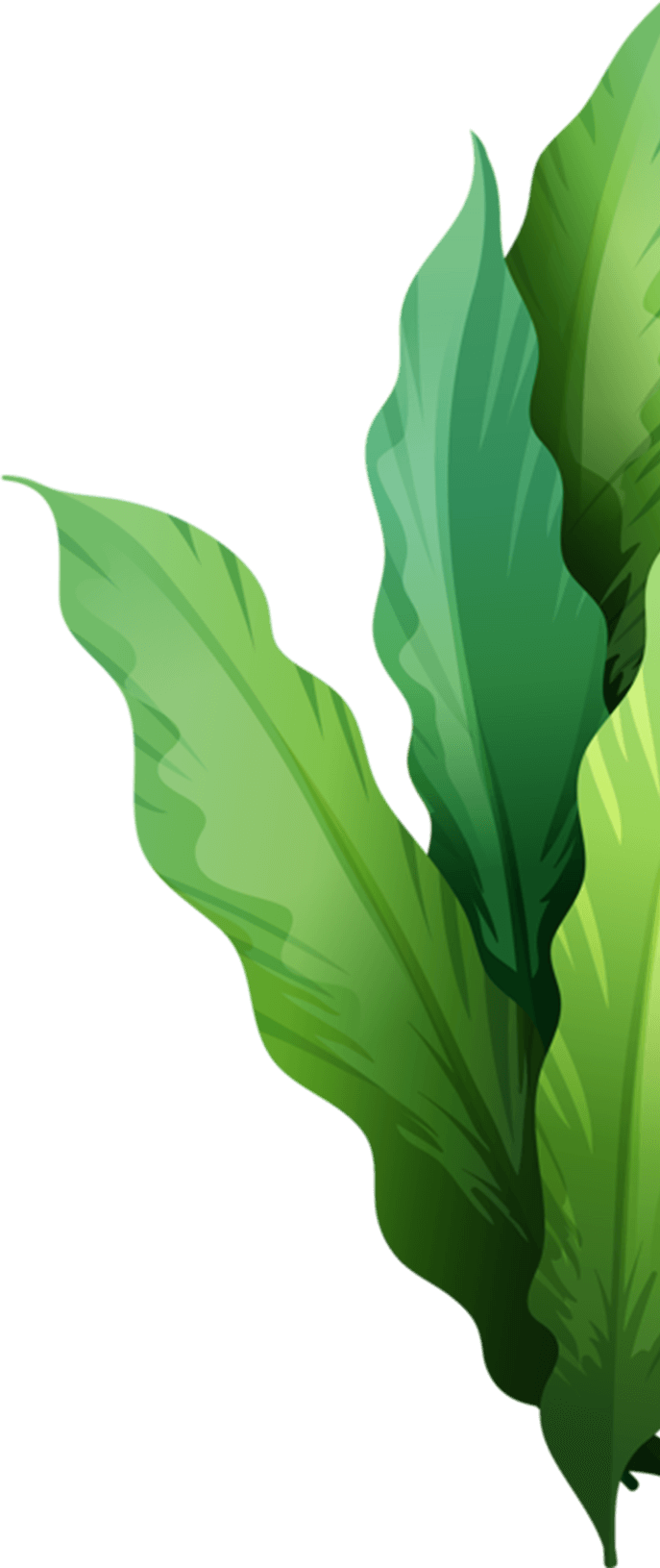 shape